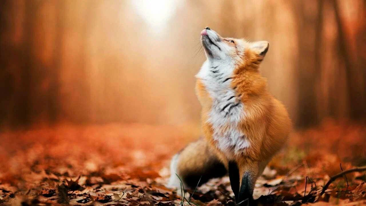 A fox photo